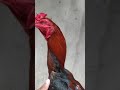 Ciri Ayam Bangkok Juara Ayam Bangkok Pukul Mematikan