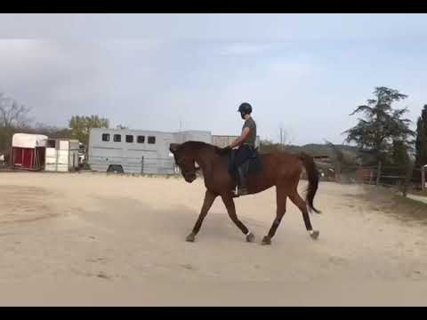 Cheval de dressage 