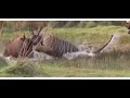 Tiger Attack On Indian Gaur Tadoba National Park Tiger Tiger Vs Bison Or Indian Gaur