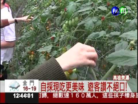 美濃小番茄產季 採果嚐鮮正對時