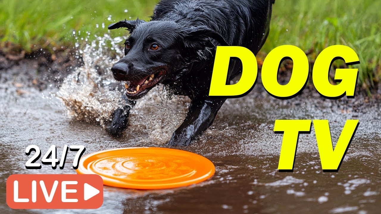 🔴[LIVE] DOG TV: Videos to Help Dogs Relax and Reduce Anxiety When Home Alone 🐶 Ultimate Dog Music💖