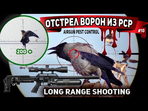 Отстрел Ворон с пневматики #10. FX Impact M3 Airgun Pest Control. Crow Hunting 2024. Jack Hunter.