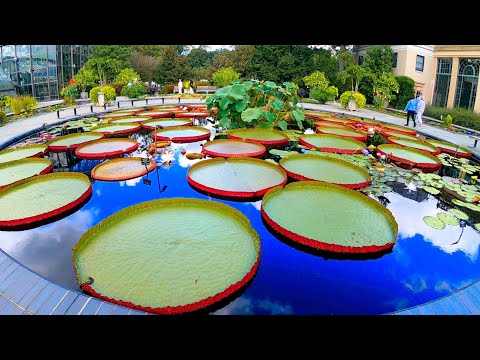 Longwood Gardens Conservatory Walking Tour