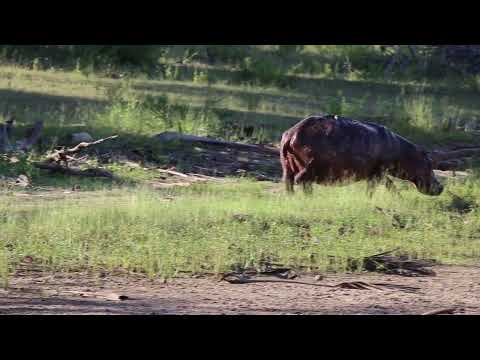 hippopotame out if water/ hippopotame hors de l'eau ,c'est la class.