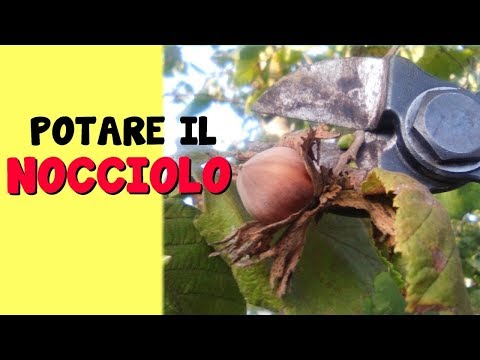 BPH prostata 1 grado Che assumere farmaci prostata