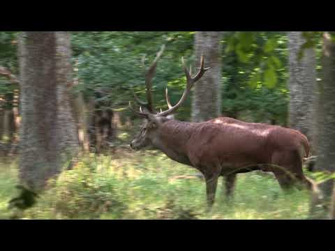 BRAME 2017 COMBAT ENTRE LES 2 GROS