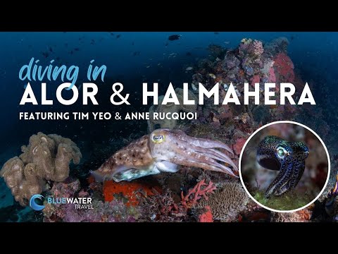 All the details you need for diving in Alor & Halmahera in Indonesia! 🇮🇩