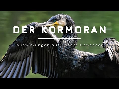 Der Kormoran und die Auswirkung auf unsere Gewässer
