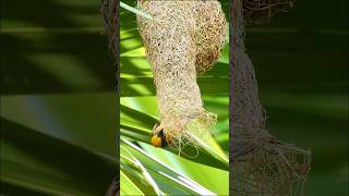 Download lagu Ultimate Bird Nest Build! Baya Weaver Nest, Backyard Birdwatching [2024] mp3