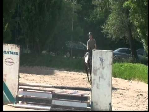 Heiniger-Pferde.com   4j. Hann. Wall. von Balou de Rouet x Certus