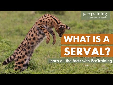 Learn the Facts: Do you know what a Serval is?