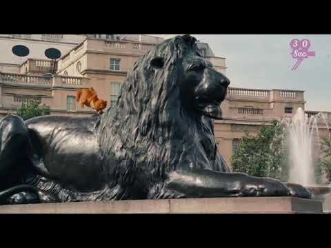 animation cat with dog scene