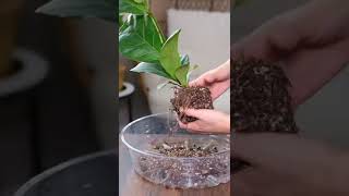 #Shorts Fiddle Leaf Fig Plant Repotting - Plant Mom Care