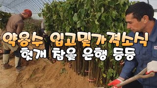 약용수 입고및가격소식 (참옻나무 헛개나무 산딸나무 은행  벚나무)