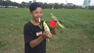 Download lagu Perdana burung falk Parkit australia mp3 Download lagu Perdana burung falk Parkit australia mp3