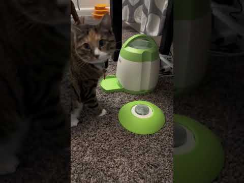 How to learn the cat to eat the food #2023 #cat #food