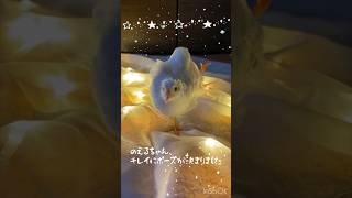 Download lagu バレエコンクール『白鳥の湖』ヒメウズラののえるちゃん　A quail ballerina dancing 'Swan Lake' mp3