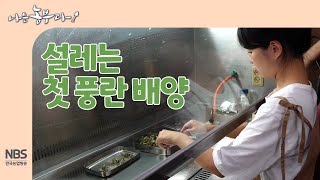 [나는농부다 261회] 설레는 첫 풍란 배양 #풍란배양 #풍란