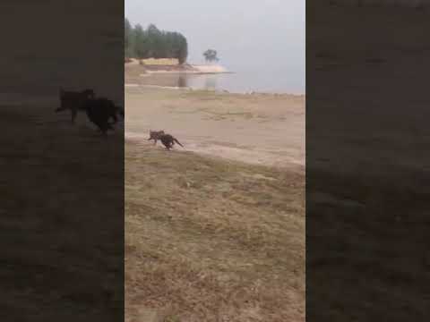 abopapa1abopapa2&batcat are playing#petlovers#bossbann-d tv