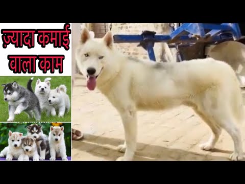 Dog Heat Cycle & Breeding and When Should Right Time Dogs Mate to get Pregnant? BholaShola
