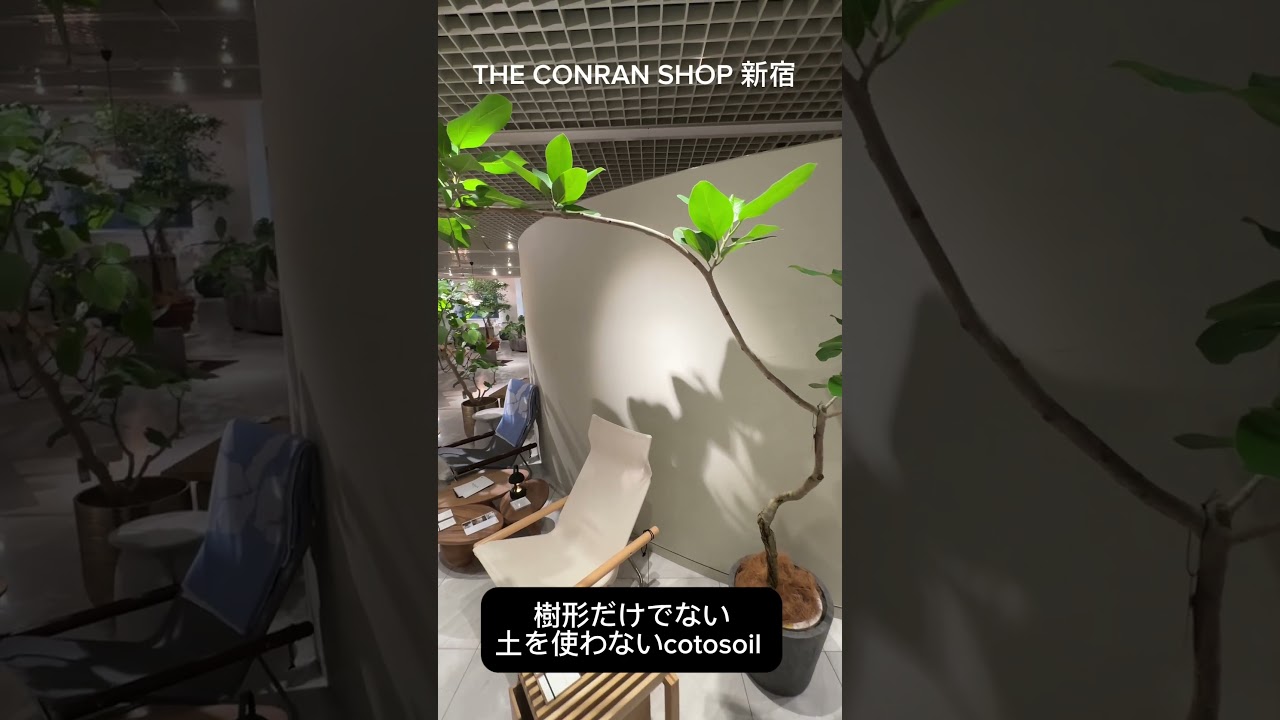 Cotohaセレクトのcotosoil植物は東京のザ・コンランショップ新宿、東京店で購入頂けます #cotoha