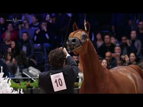 🎨 Mona Lisa Aljassimya 🎨 - 2019 World Silver Champion Yearling Filly