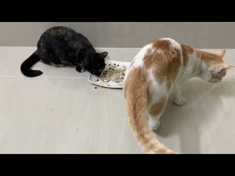 My cats fight for one plate…Even though Chumki already ate and it’s Puchku’s turn