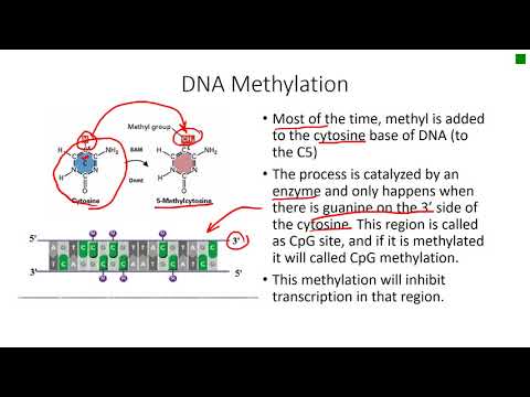 NUCLEOSOMES AND METHYLATION