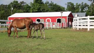 preview picture of video 'Wild foal back on his feet in Corolla, N.C.'