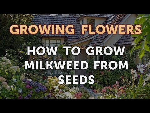 How to Grow Lantana From Saved Seeds