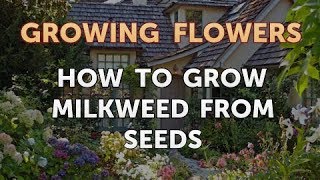 How to Grow Milkweed From Seeds