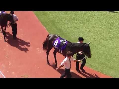 The 16 contenders for the GI 2018 Takarazuka Kinen in the parade ring