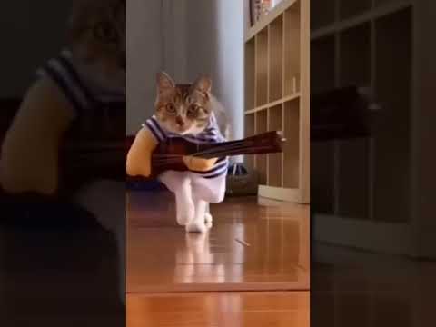 Funny Cat🐱 #shorts