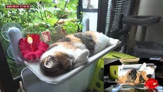 三毛猫フミちゃん  LIVE配信 2026年9月4日　calico cat　(LIVE stream)