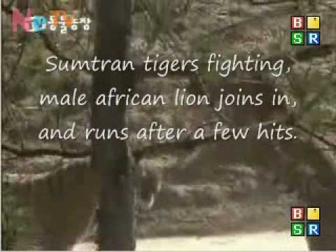 Sumatran Tiger vs African Male lion, lion runs from fight.