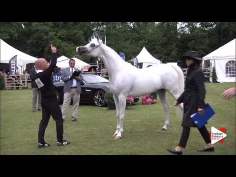 N.191 FAHERA - Bruges 2015 International - Mares 7-9 years old and older (Class 109)