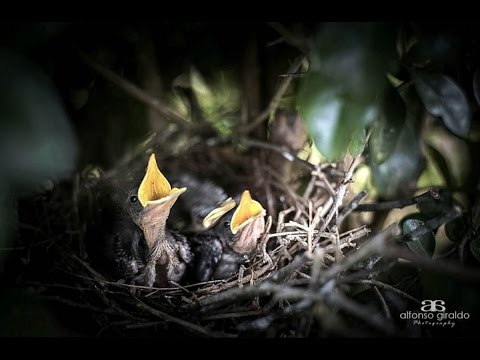 FG El Último Pajarillo - Aldrumas Monroy