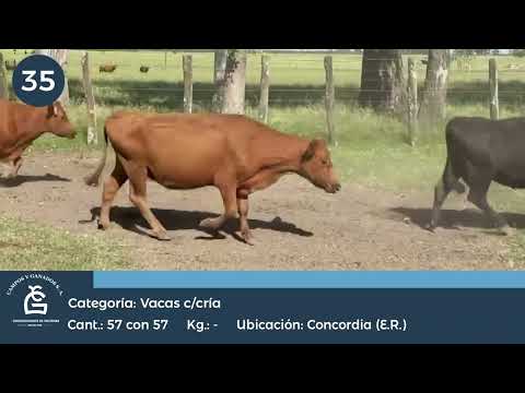 Lote VC C/ Cría  Concordia  E. Rios