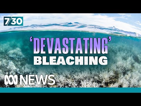 200-year-old corals are dying in mass bleaching of Great Barrier Reef | 7.30