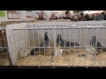 Racing Pigeons Market Kassel 2016 Mira 2017 FCI Grand Prix Of Portugal