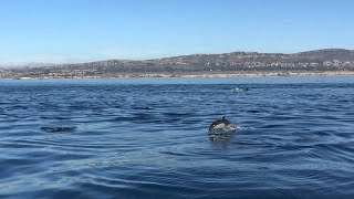 faze tari un grup de delfini