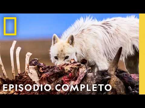 Crías de Lobos en Peligro | La Leyenda del Lobo Blanco | Nat Geo en Español