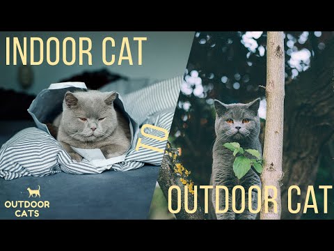 How to turn your indoor cat into an outdoor cat