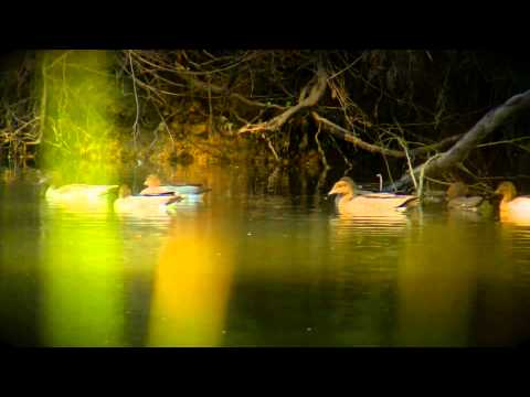 Sharen Sharp Wedding Video Teaser