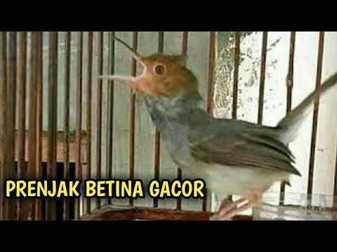 download lagu mp3 mp4 Masteran Prenjak Betina Gacor, download lagu Masteran Prenjak Betina Gacor gratis, unduh video klip Masteran Prenjak Betina Gacor