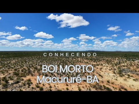 Boi Morto - Macururé- BA