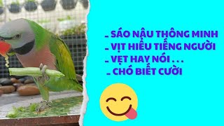 516🦜 Four unique animals show off their cute talents