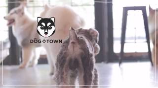 SistaCafe Channel : พาเที่ยวคาเฟ่น้องหมา Dog in Town