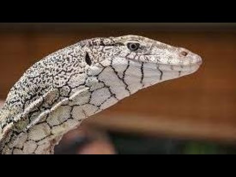THE PERENTIE or GOANNA, AUSTRALIA