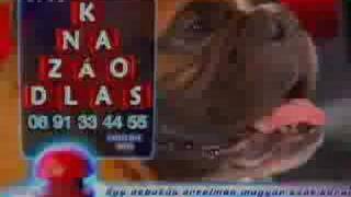 06 91 33 44 55 - Miki és a kutyája (Brian)